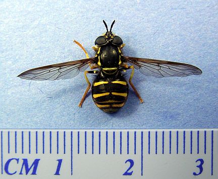 Hover Fly