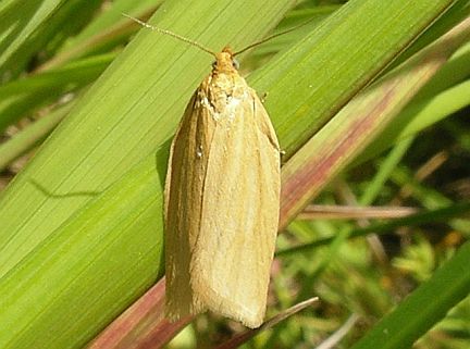 Clemens' Clepsis Moth - note the "bell" shape of the moths wings at rest