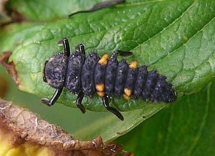 Ladybug Larva
