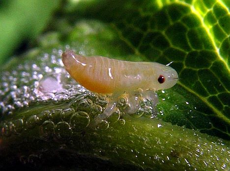 Meadow Spittlebug Nymph