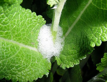 Spittlebug mass