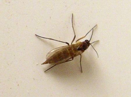 Dark-Winged Fungus Gnat