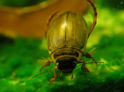 Mid-sized Diving Beetle