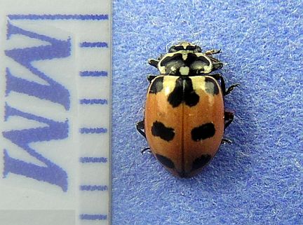Expurgate Ladybug