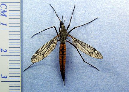 Giant Crane Fly - male