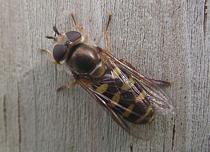 Hover Fly