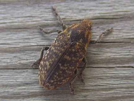 Thistle Head Weevil
