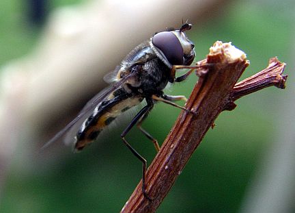 Hover Fly