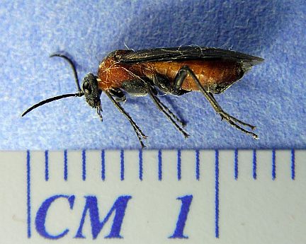 Common Sawfly - side view
