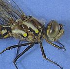 Variegated Meadowhawk