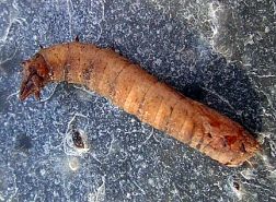 Giant Cranefly Larva - 23 mm long