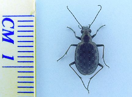 Marsh Ground Beetle