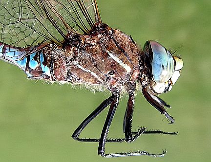 Variable Darner - side view