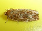 Jackpine Budworm Moth