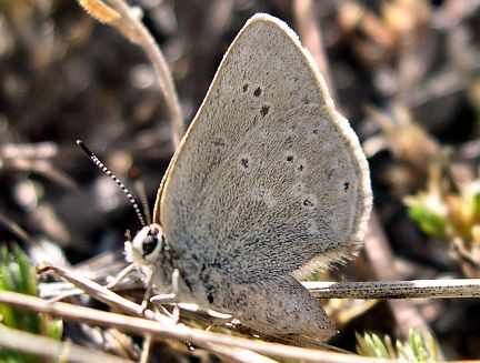 Sooty Gossamer Wing