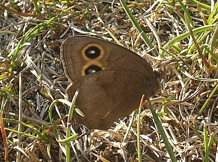 Common Wood Nymph - male