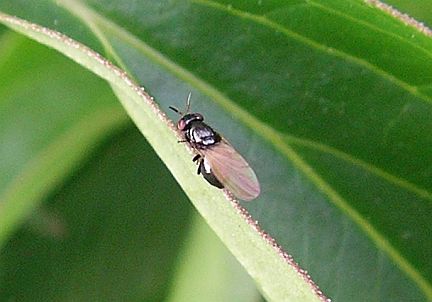 Lauxaniid Fly - possibly Lauxania sp.