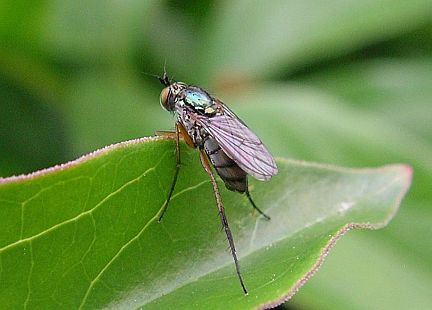 Long-Legged Fly