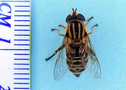 Hover fly