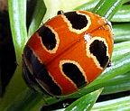 Three-Banded Ladybug