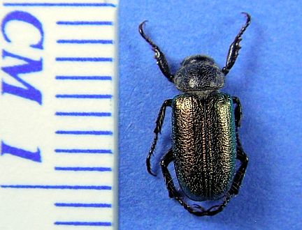 Glistening Pine Chafer