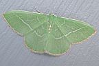 Single Lined Emerald