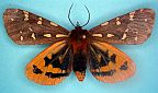 St. Lawrence Tiger Moth