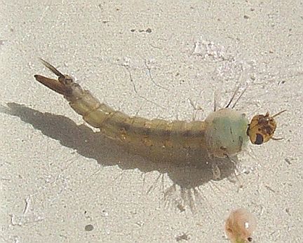 Mosquito Larva