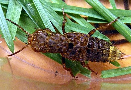 Ontholestes cingulatus