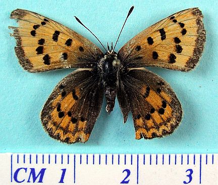 Purplish Copper- female dorsal