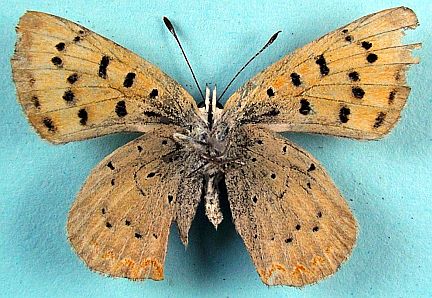 Purplish Copper - female ventral