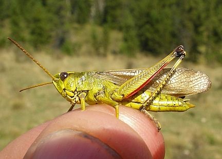 Striped Sedge Grasshopper