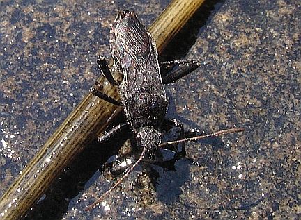 Broad-headed Bug