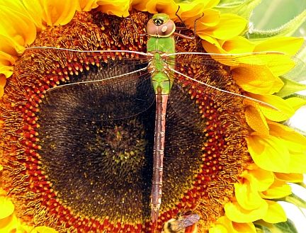 Common Green Darner - showing typical coloration of an immature specimen 
