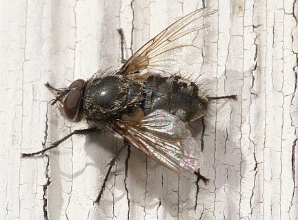 Cluster Fly