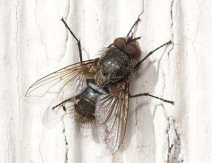 Cluster Fly - note the fine crinkly hairs on the side and back of the thorax.