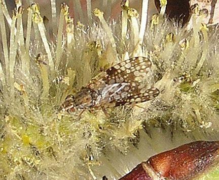 Fruit Fly nectaring on willow