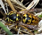 Western Yellowjacket