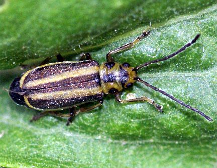 T. convergens