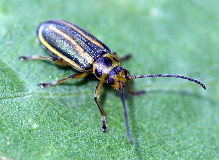 T. convergens