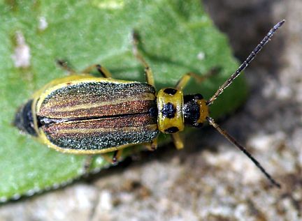 T. convergens