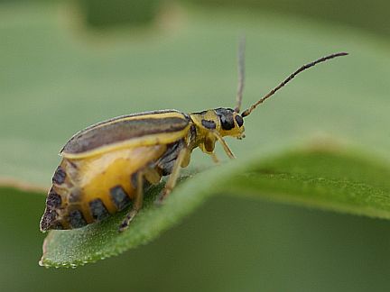 T. convergens - a gravid female