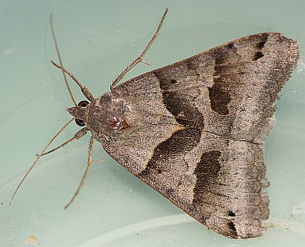 Forage Looper - male