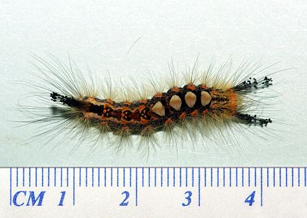 Rusty Tussock Moth Caterpillar