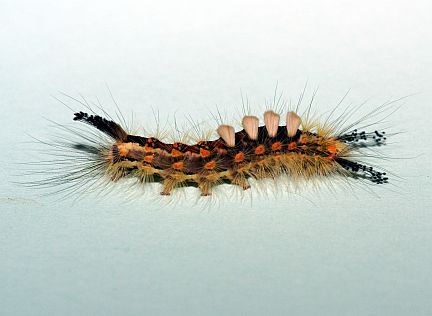 Rusty Tussock Moth Caterpillar