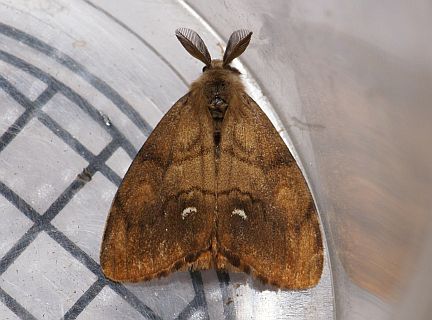 Rusty Tussock Moth - adult male dorsal view