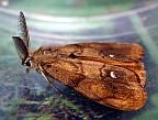 Rusty Tussock Moth