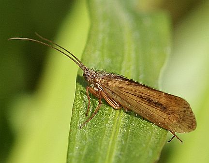 Caddisfly