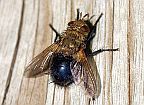 Archytas sp.
