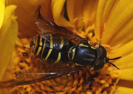 Chrysotoxum flavifrons